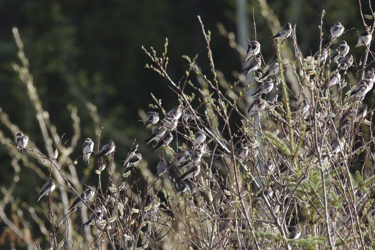 Bank Swallow - ML609690416