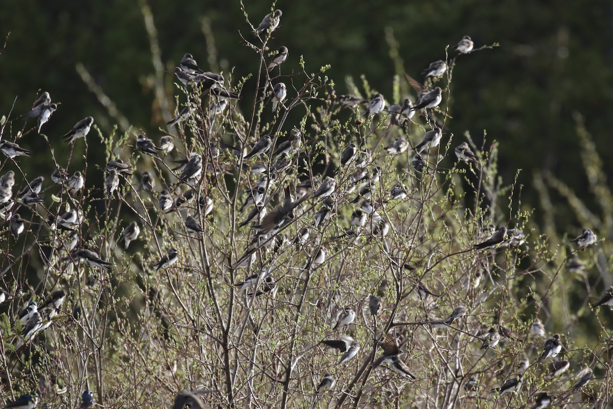 Bank Swallow - ML609690422