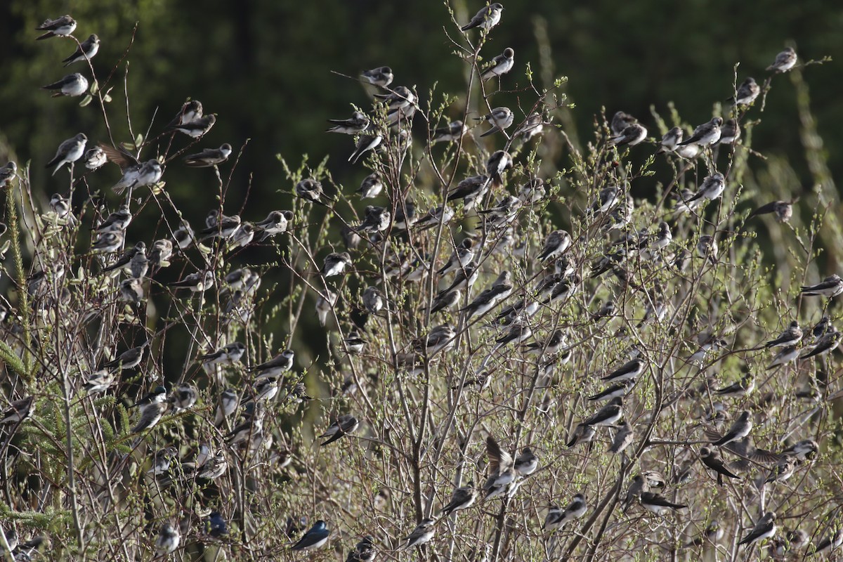 Bank Swallow - ML609690425