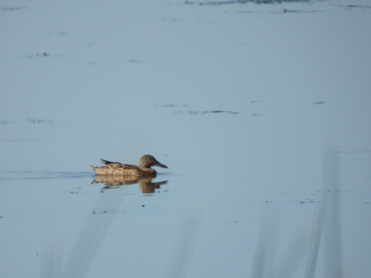 Northern Pintail - ML609690427