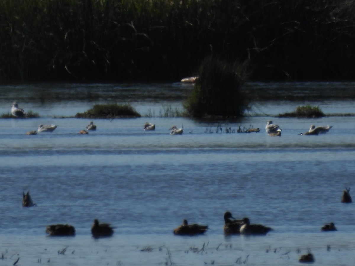 Northern Pintail - ML609690428