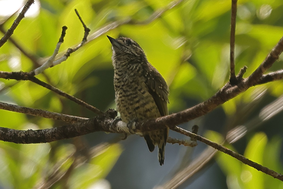 Golden-spangled Piculet (Buffon's) - ML609690483