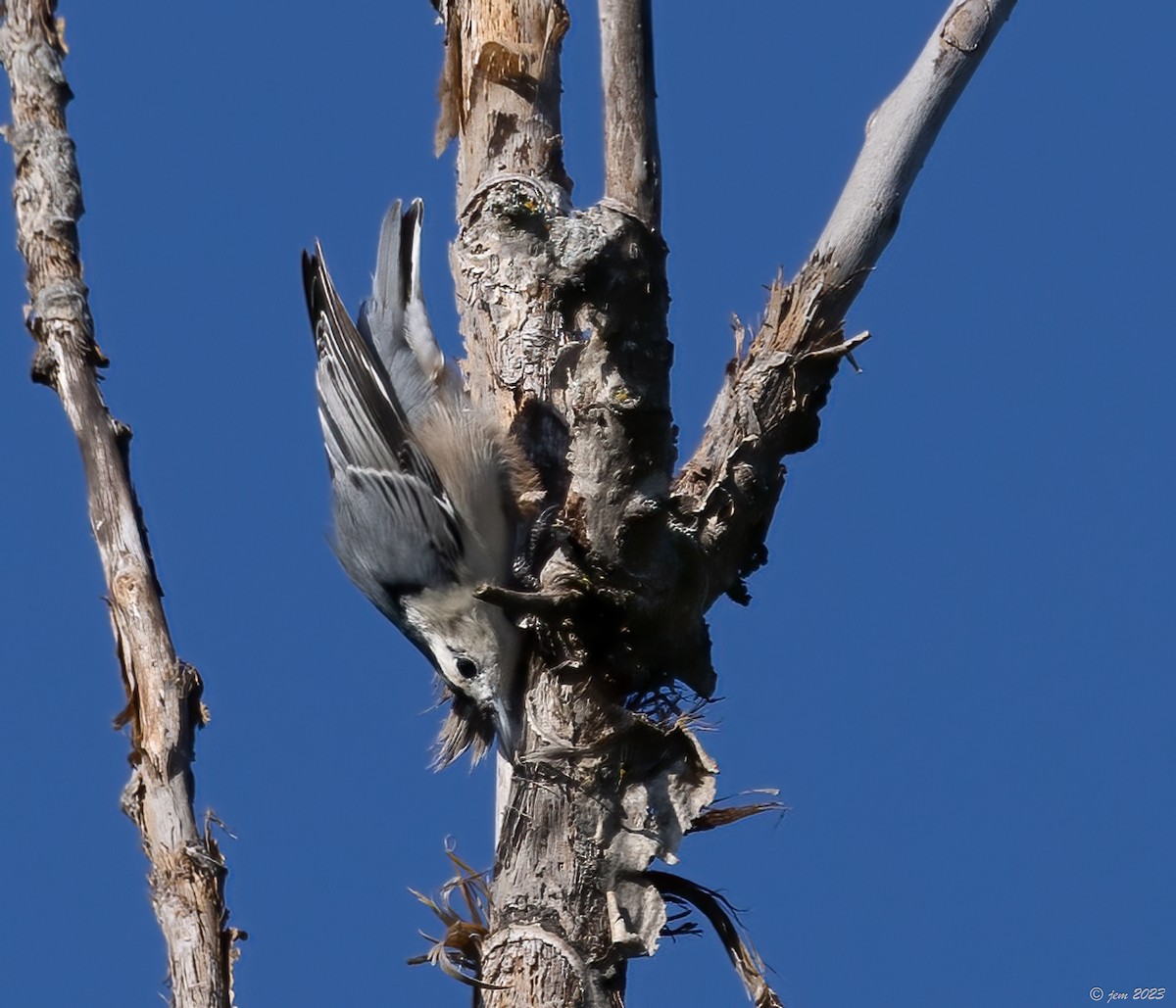 White-breasted Nuthatch - ML609690520