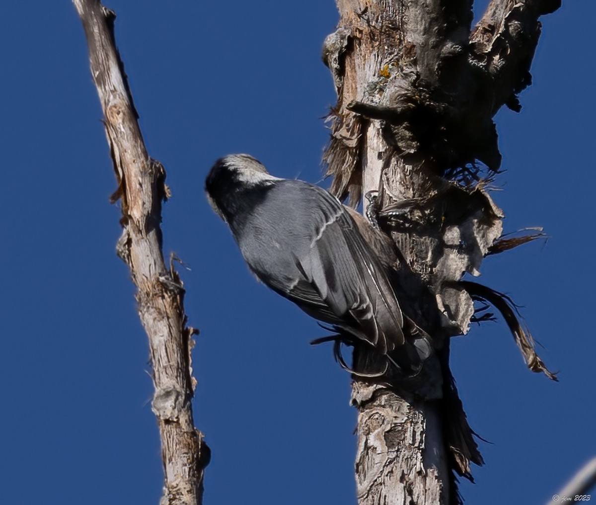 White-breasted Nuthatch - ML609690521