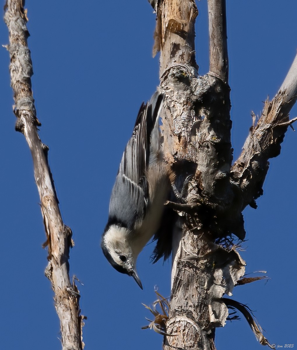 White-breasted Nuthatch - ML609690522