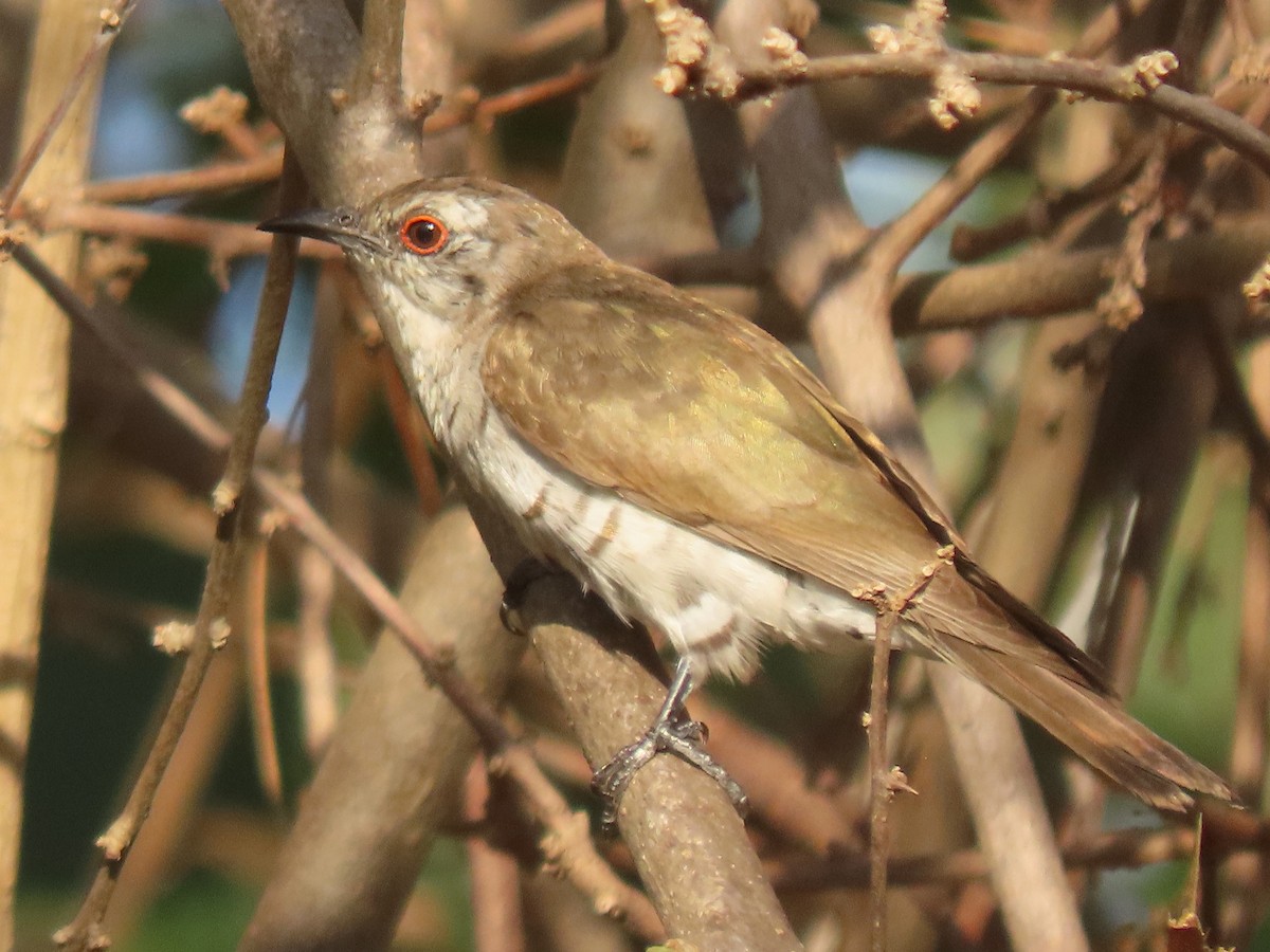 Little Bronze-Cuckoo - ML609690614