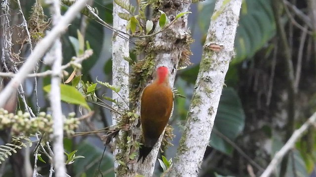 Golden-olive Woodpecker - ML609690640