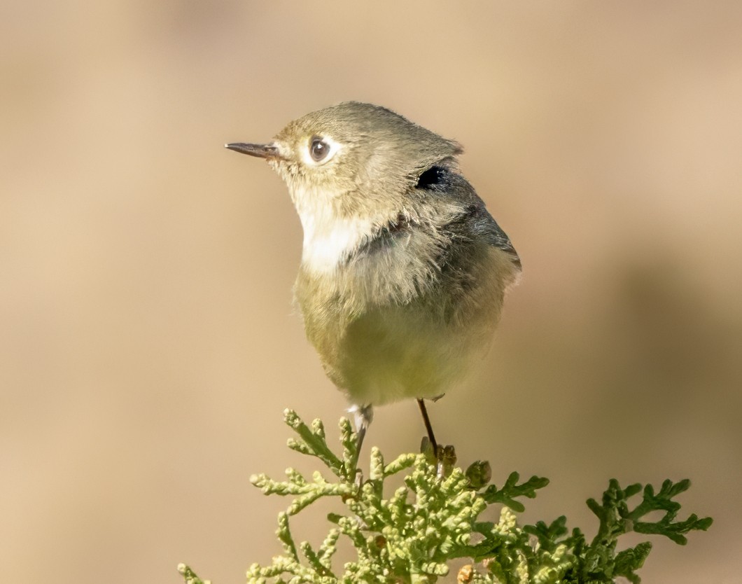 Ruby-crowned Kinglet - ML609690946