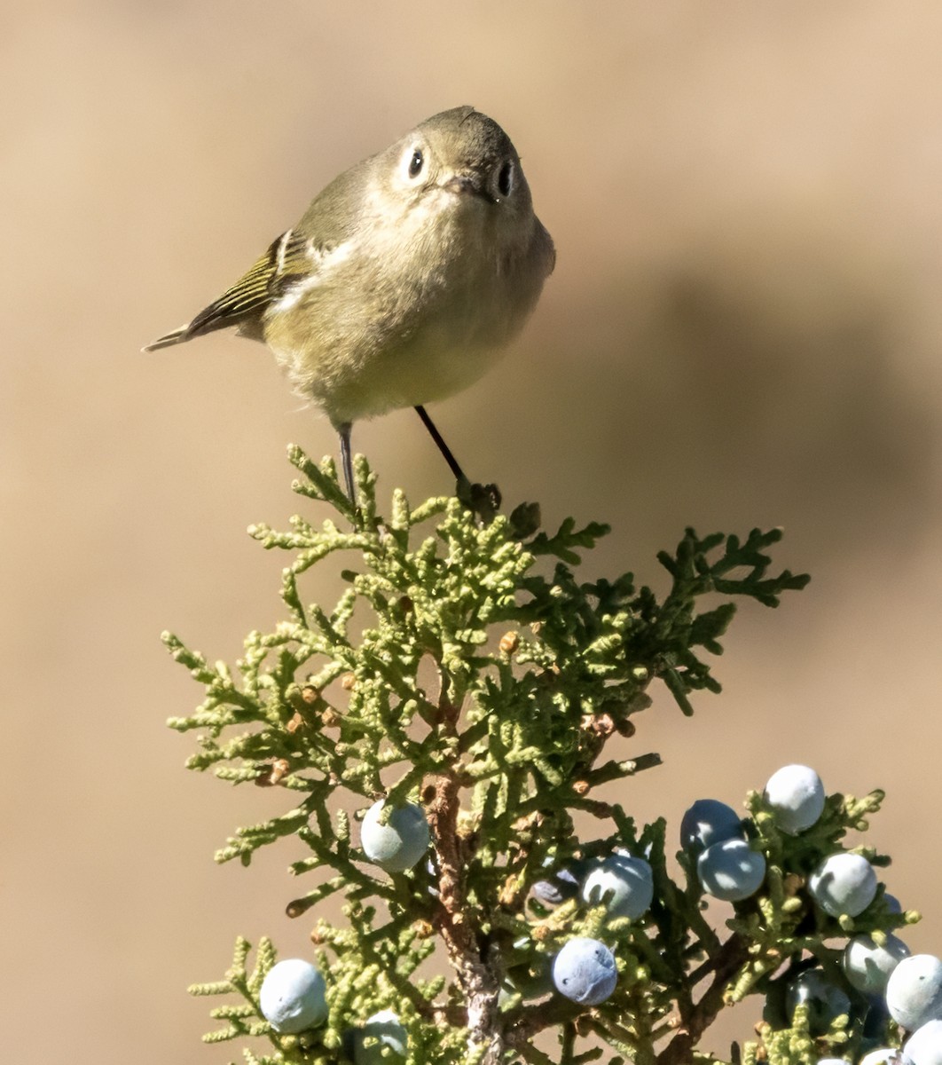 Ruby-crowned Kinglet - ML609690947