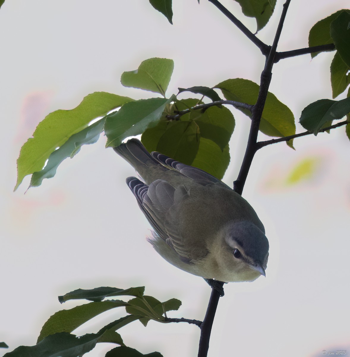 Warbling Vireo - Carl & Judi Manning