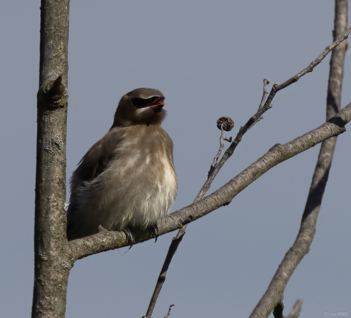 Cedar Waxwing - ML609691006