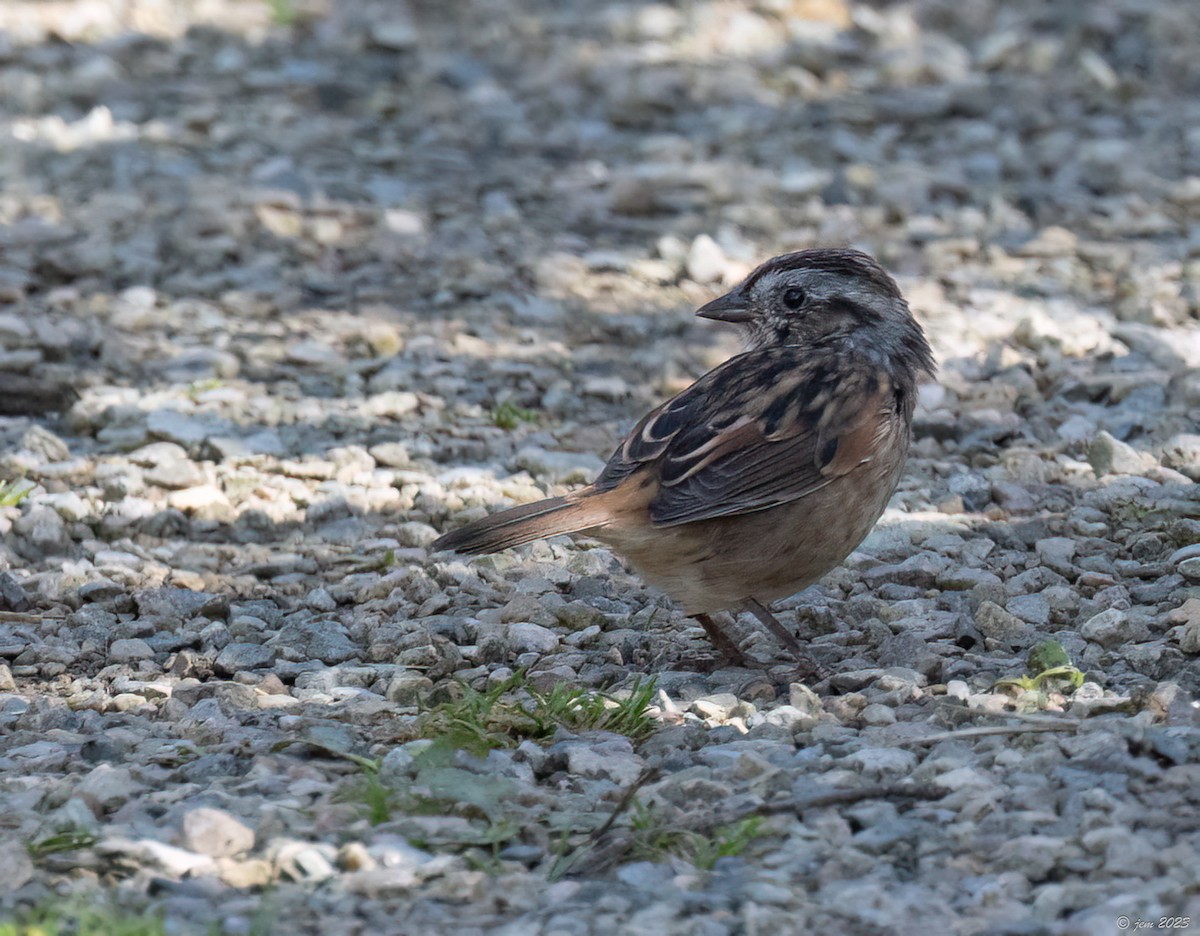 Swamp Sparrow - ML609691016