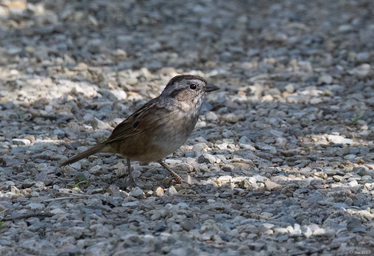 Swamp Sparrow - ML609691017