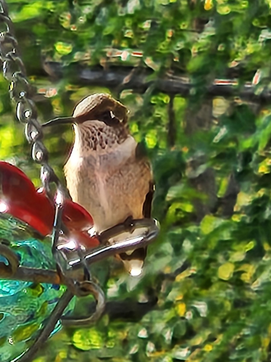 Ruby-throated Hummingbird - ML609691025