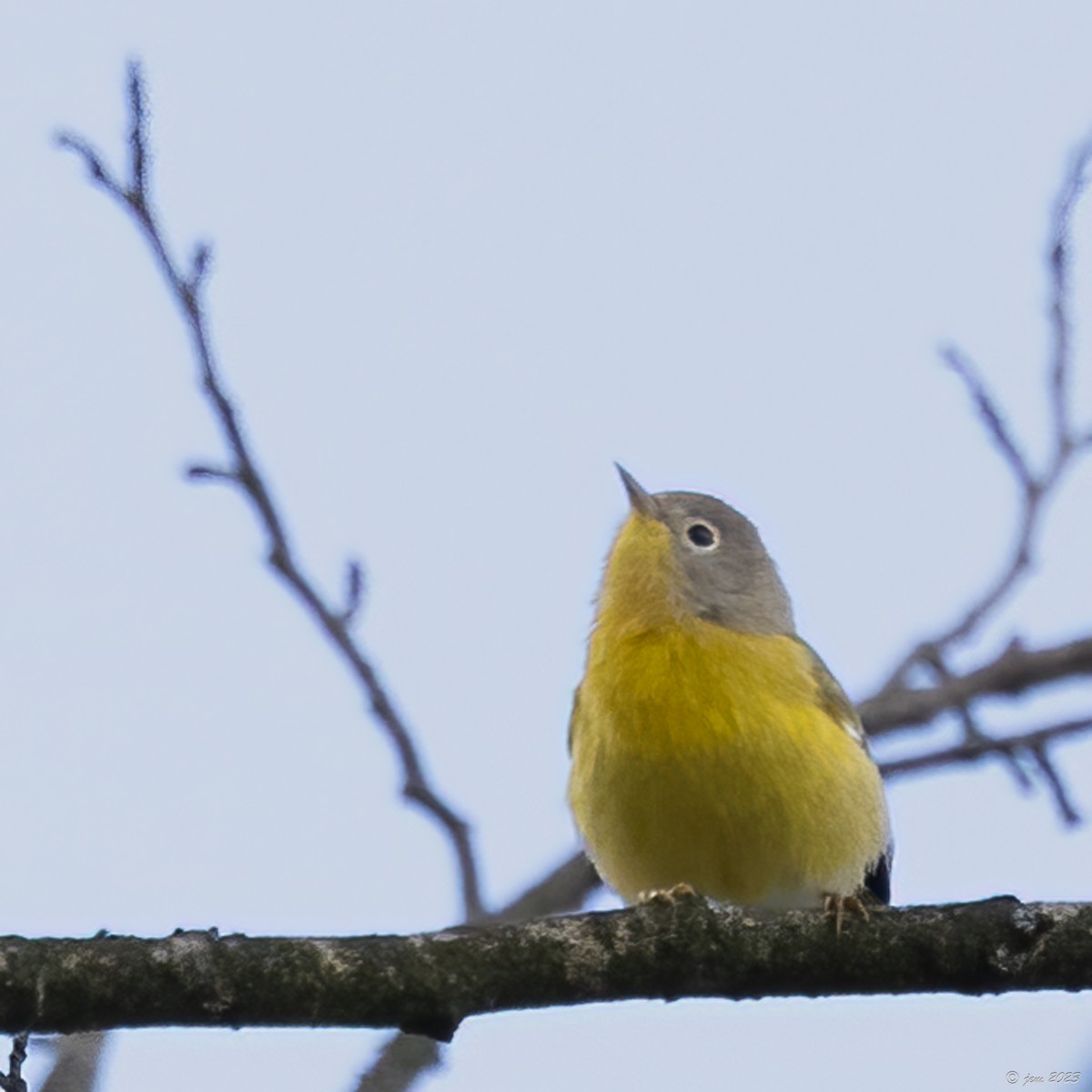 Nashville Warbler - ML609691028