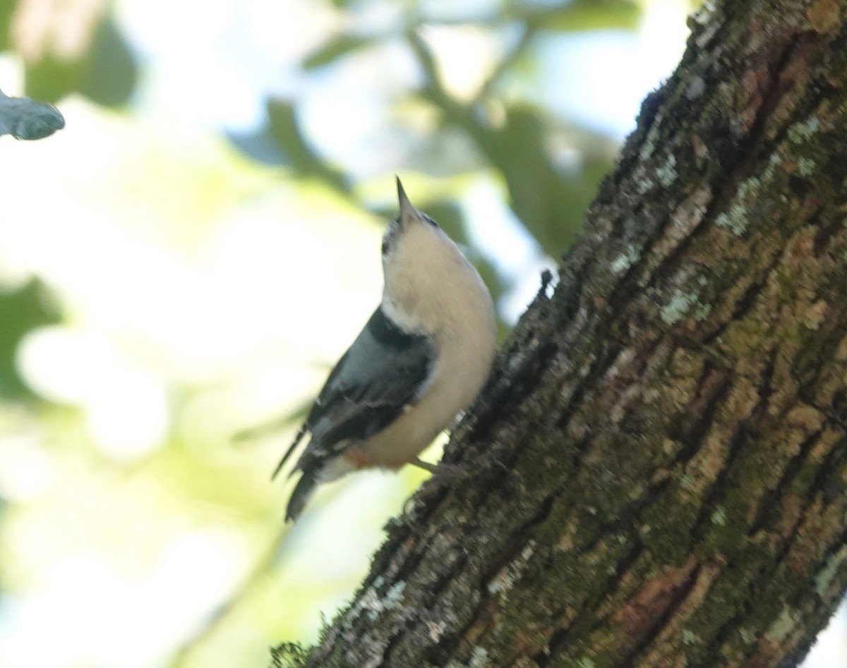 White-breasted Nuthatch - ML609691050