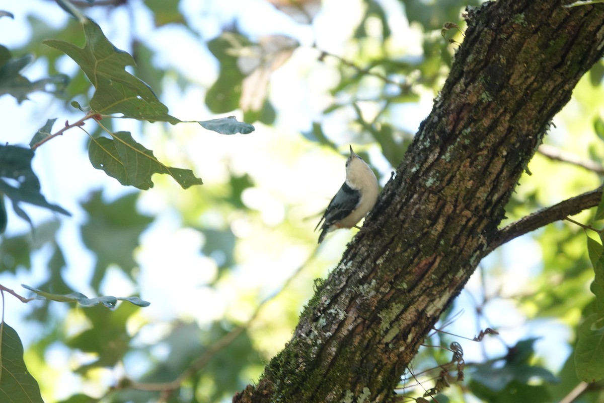 White-breasted Nuthatch - ML609691061