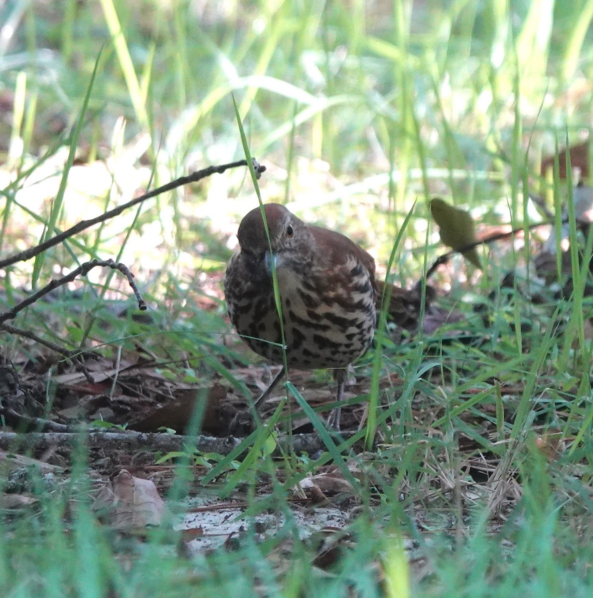 Brown Thrasher - ML609691083