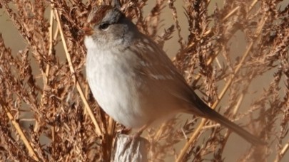 Bruant à couronne blanche - ML609691108