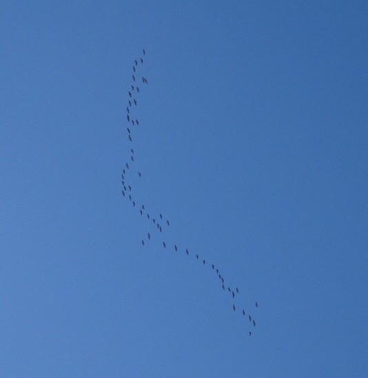 Sandhill Crane - ML609691270