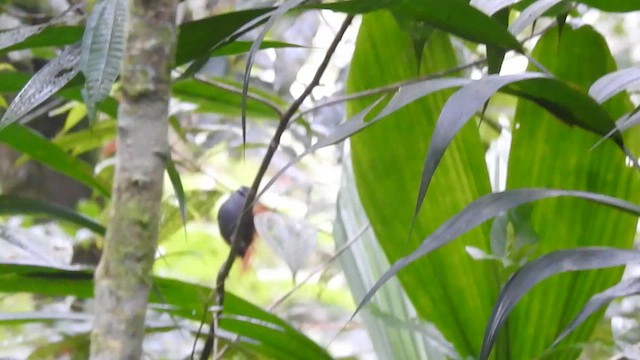 Gray-breasted Wood-Wren - ML609691275