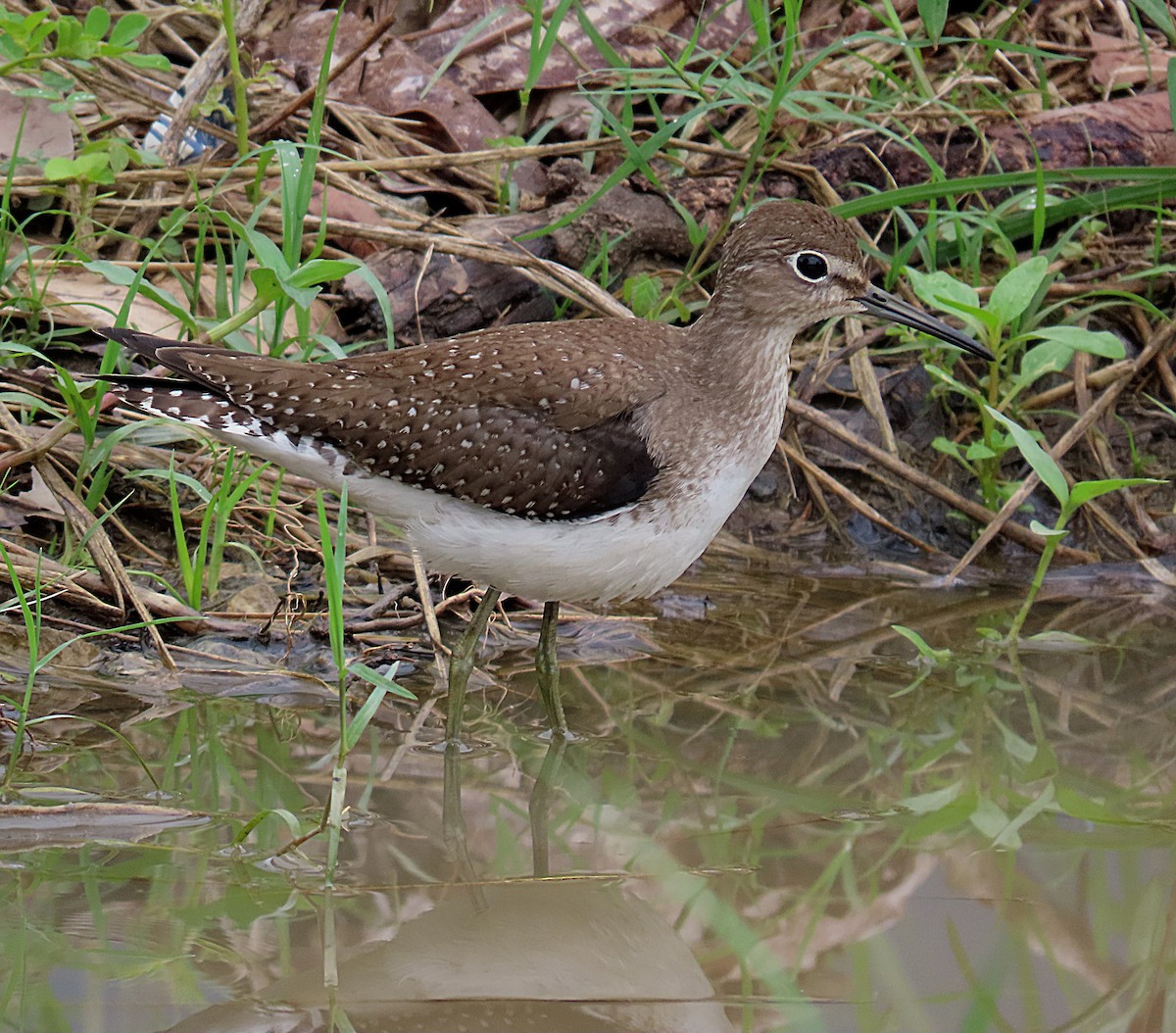 Solitary Sandpiper - ML609691280