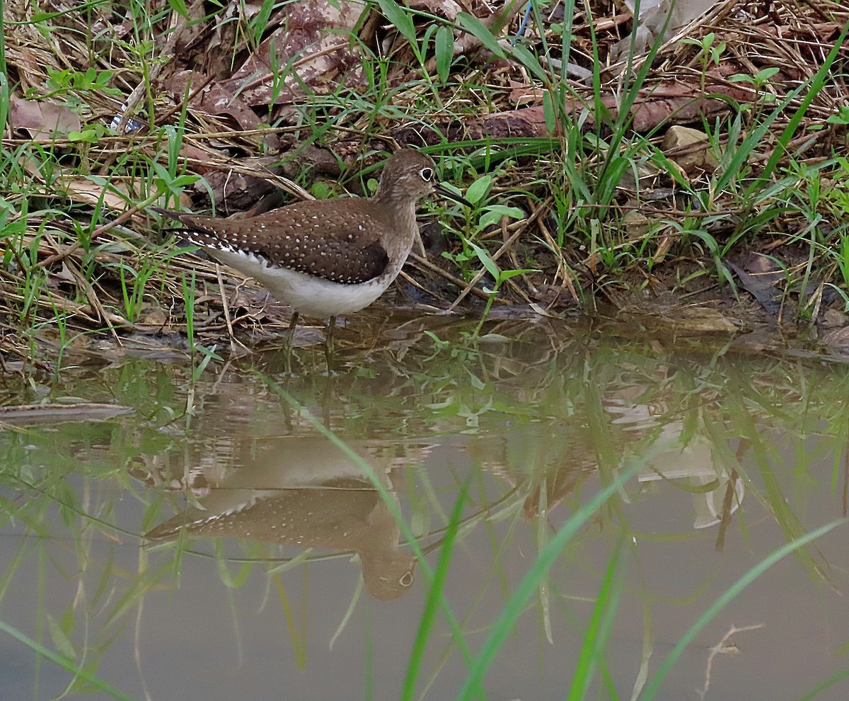 コシグロクサシギ - ML609691282