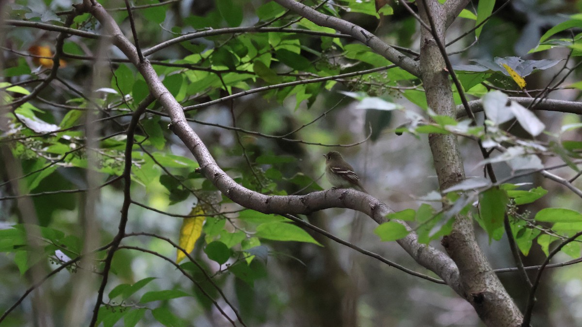 Yellow-bellied Flycatcher - ML609691371