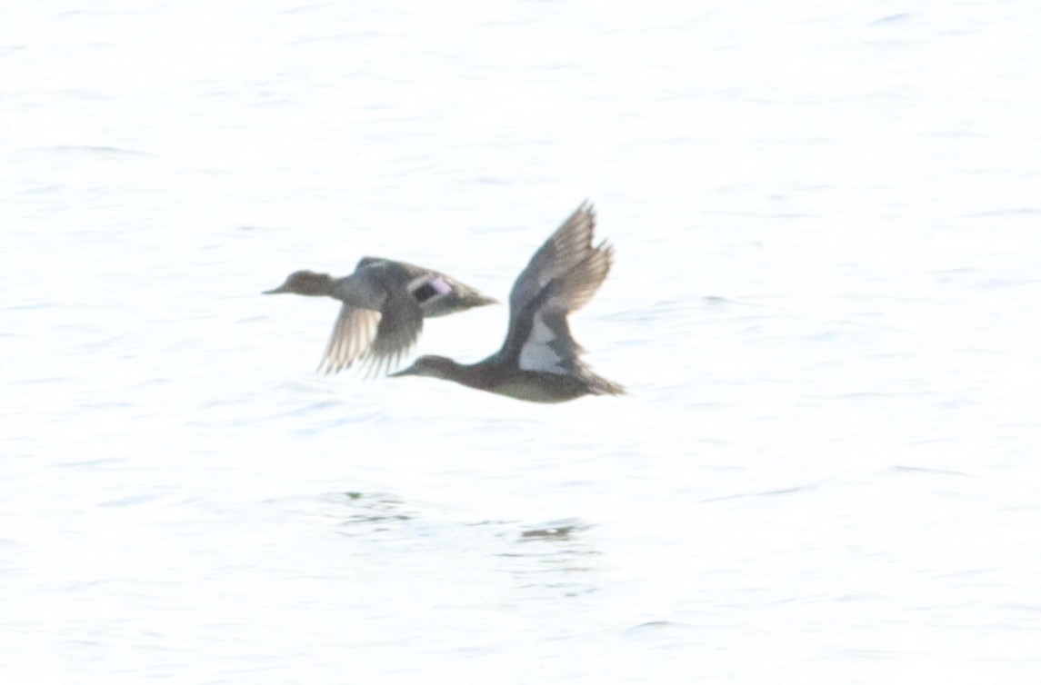 Garganey - ML609691397