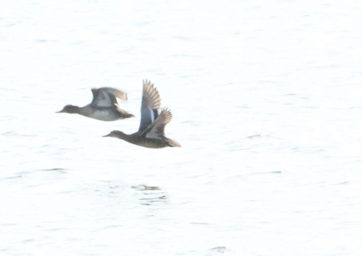 Garganey - John Diener