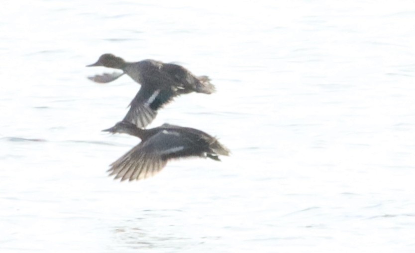 Garganey - John Diener