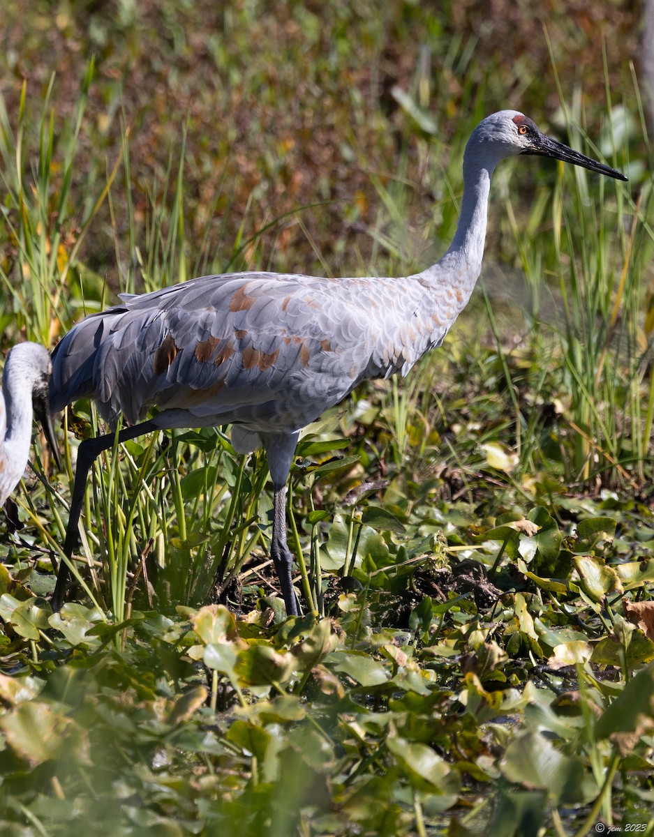 Sandhill Crane - Carl & Judi Manning