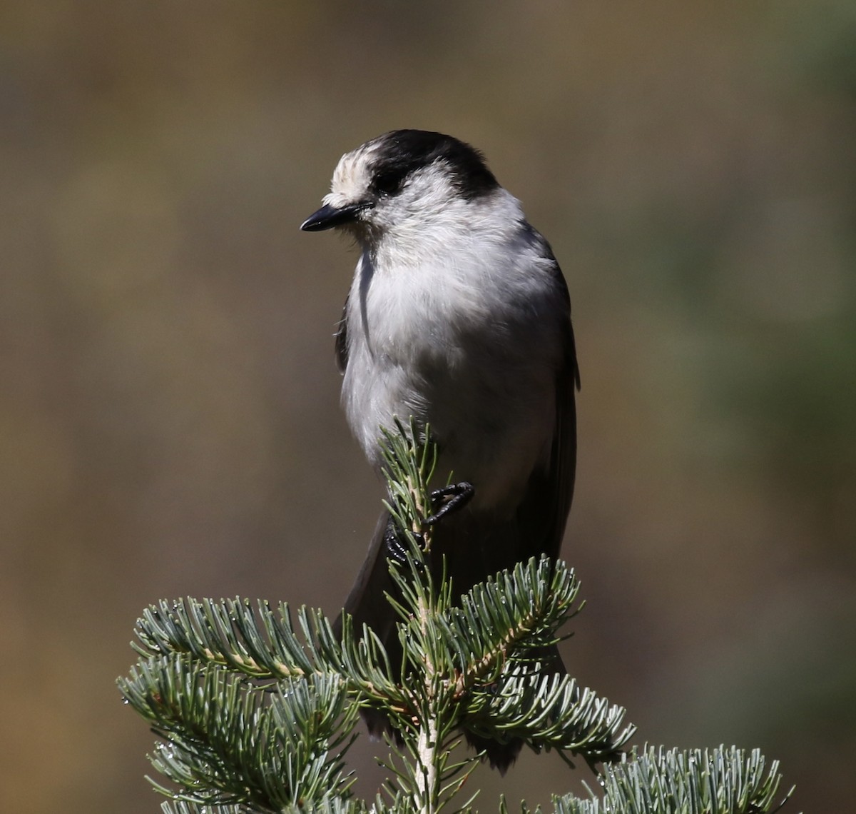 Canada Jay - Otto Mayer