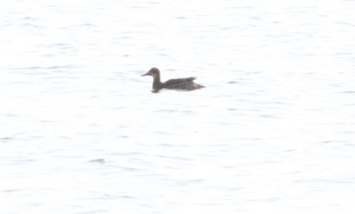 Garganey - ML609691425