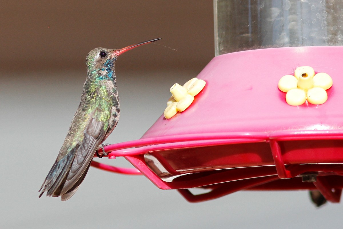 Broad-billed Hummingbird - Noah Gaines