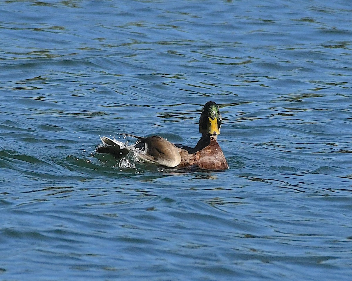 Mallard - Ted Wolff