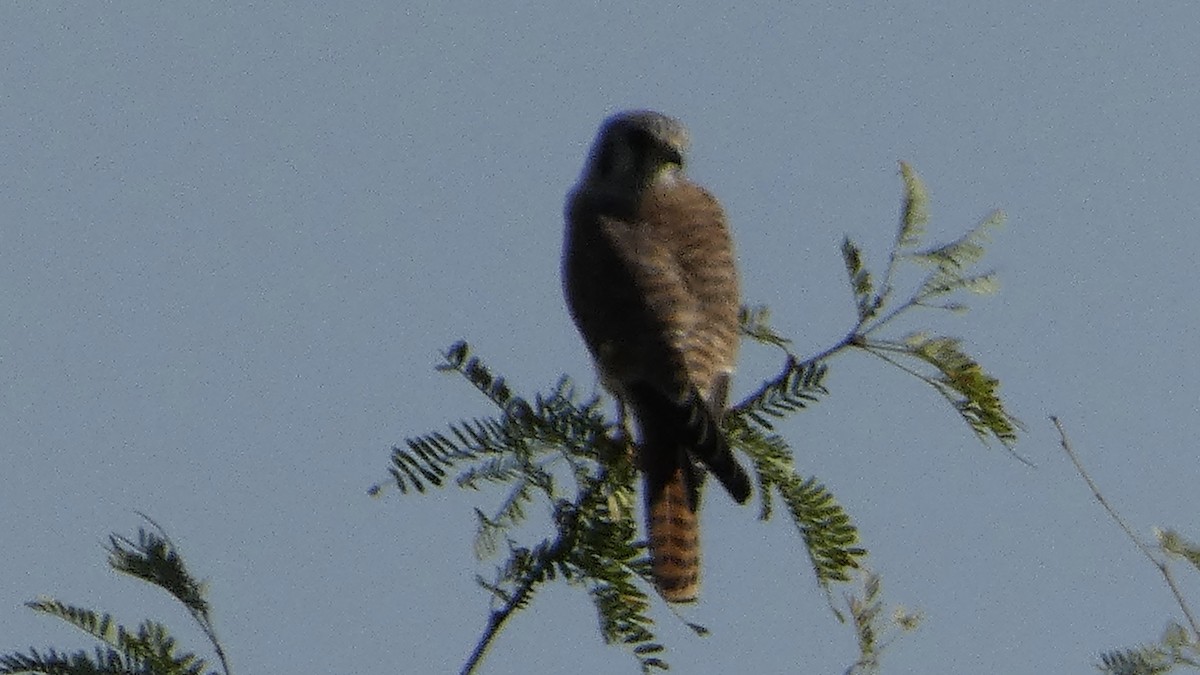 American Kestrel - ML609691673