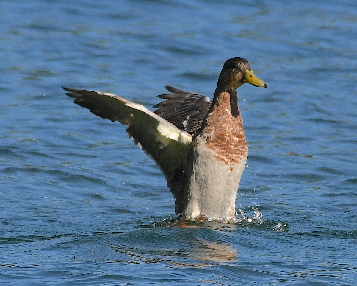 Mallard - Ted Wolff