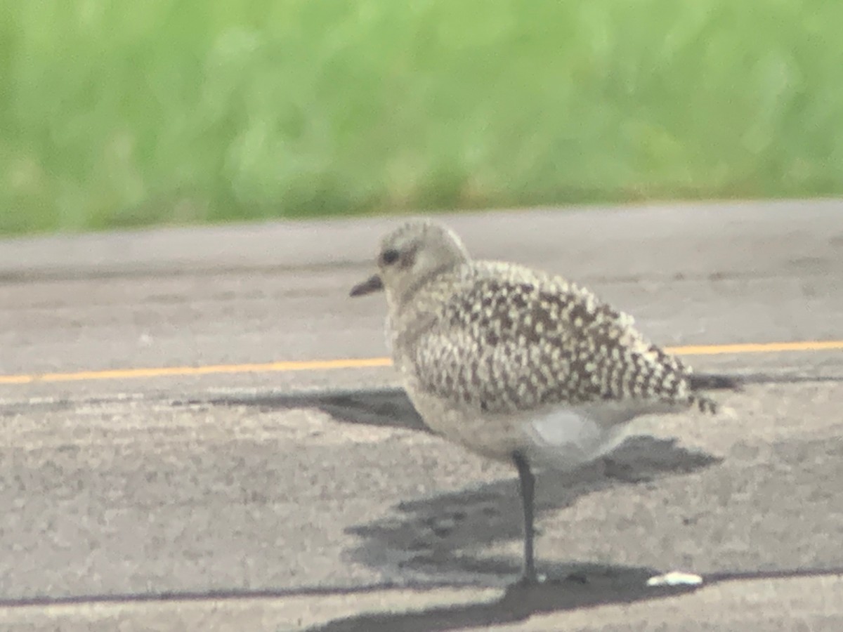 Black-bellied Plover - ML609691756