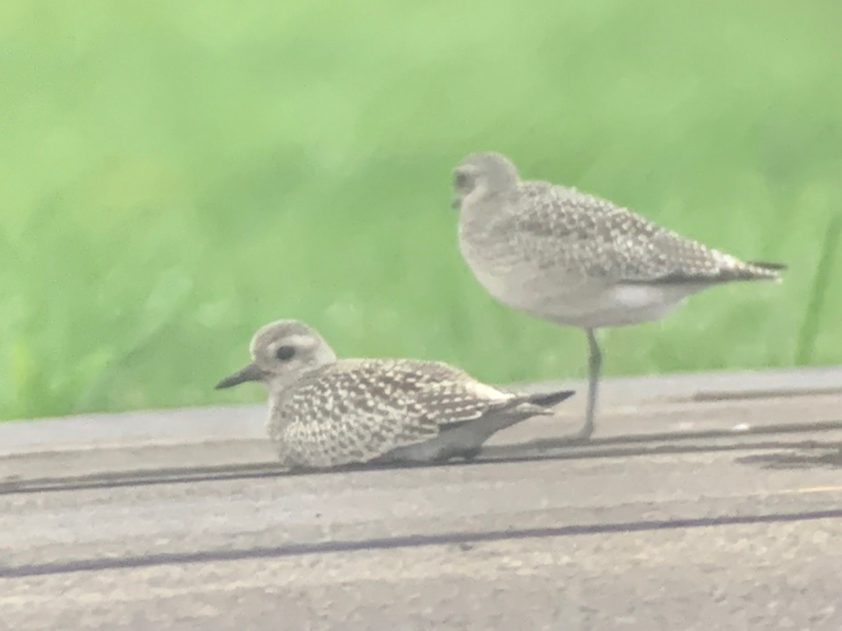 Black-bellied Plover - ML609691757