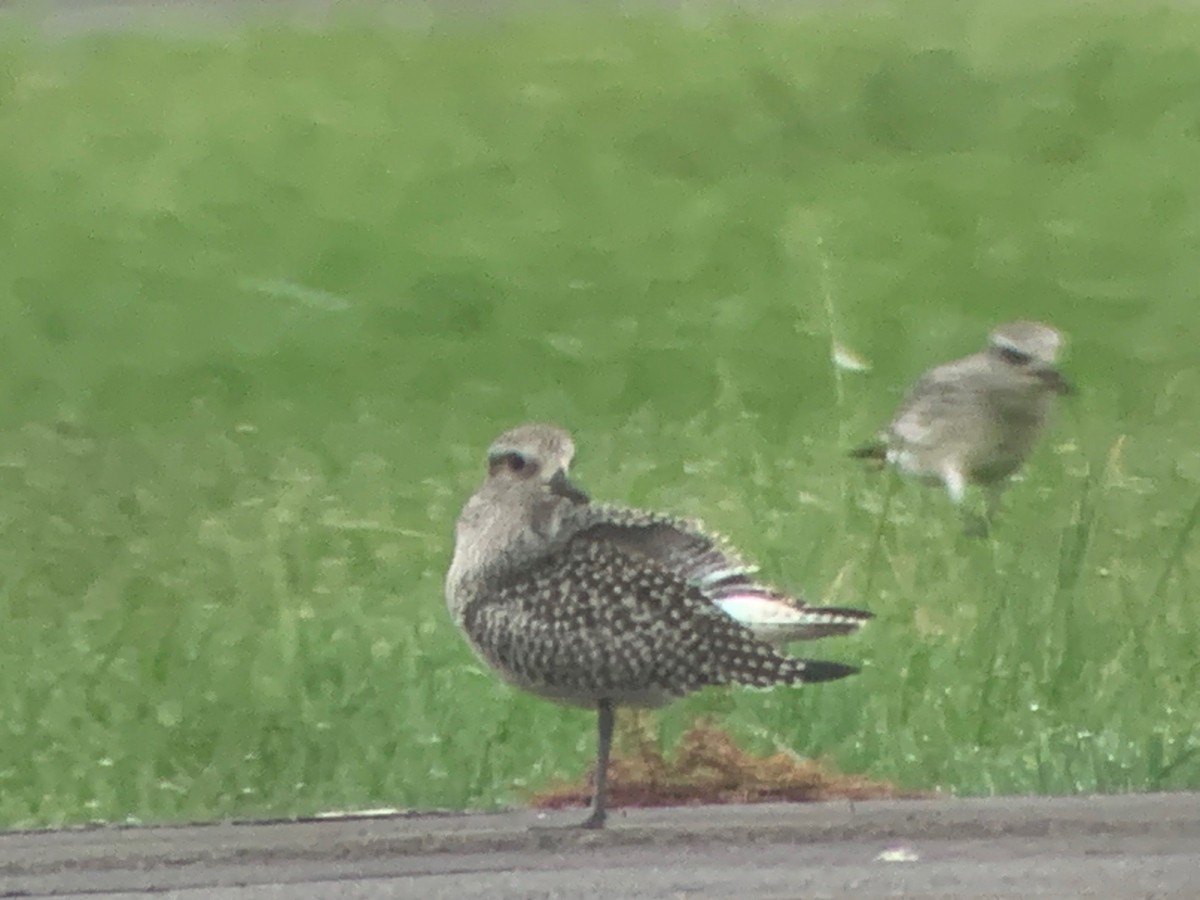 Black-bellied Plover - ML609691759