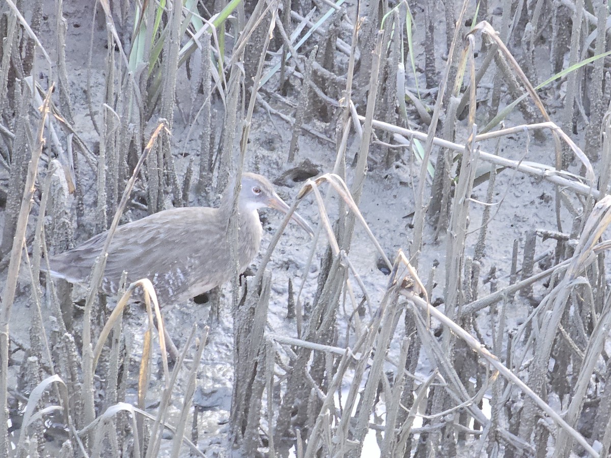 Clapper Rail - Larry Morden