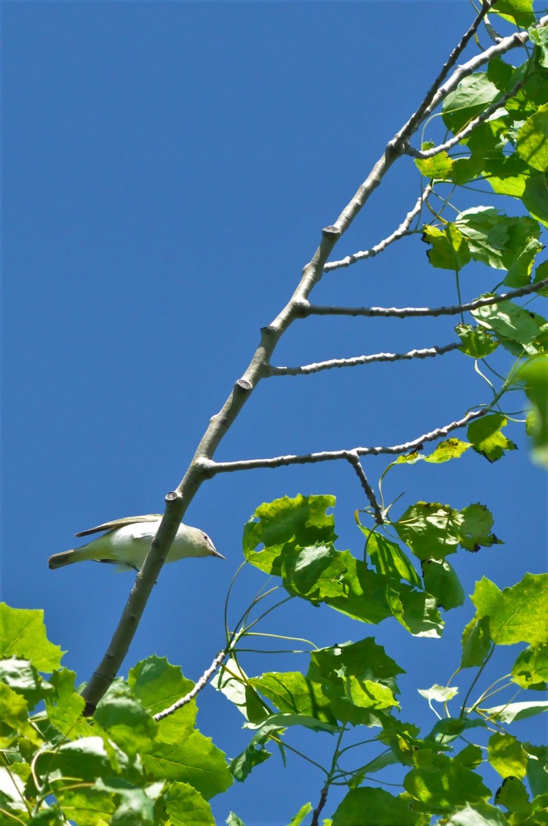 Red-eyed Vireo - ML60969191