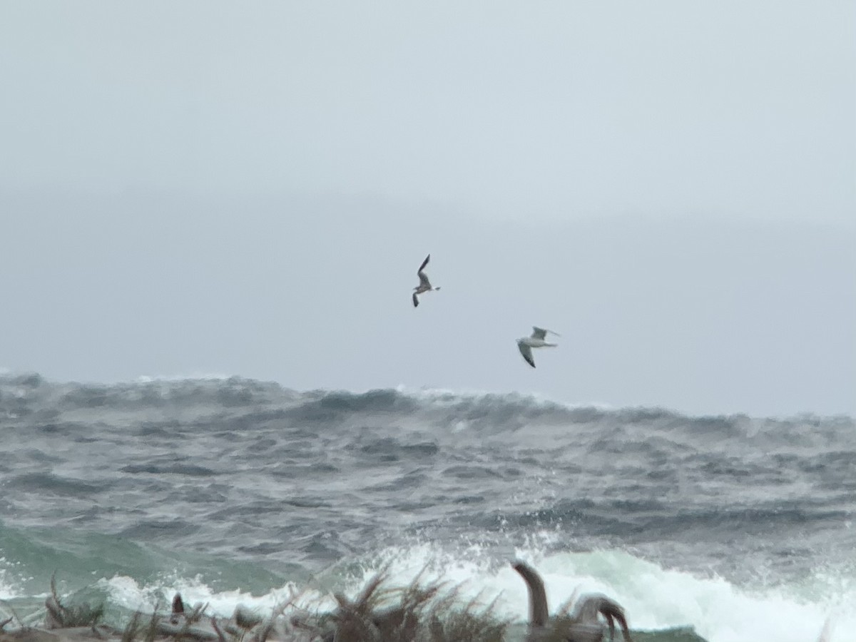 Sabine's Gull - ML609692015