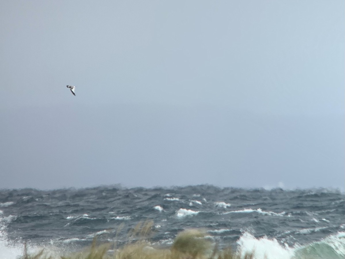 Sabine's Gull - ML609692016