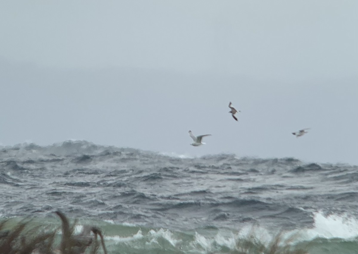 Sabine's Gull - Mike McBrien