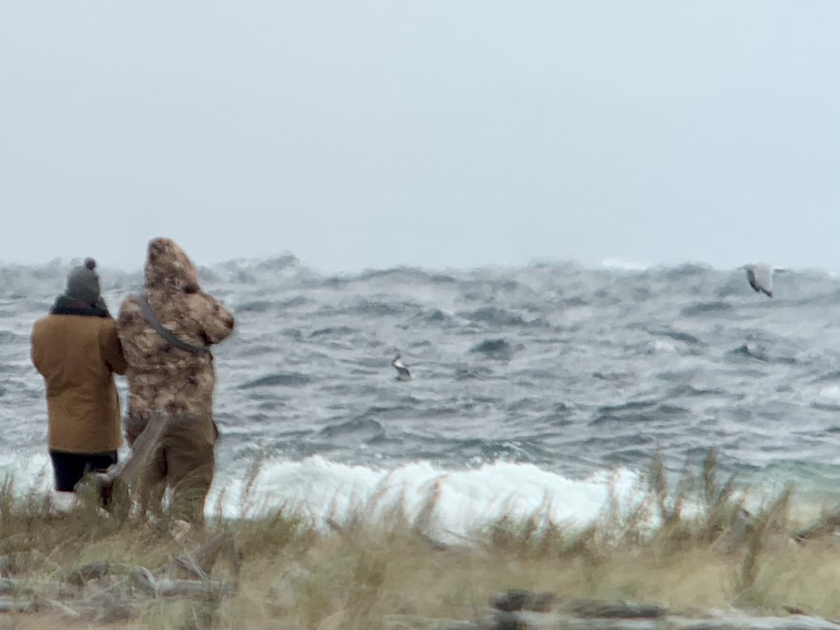 Gaviota de Sabine - ML609692018