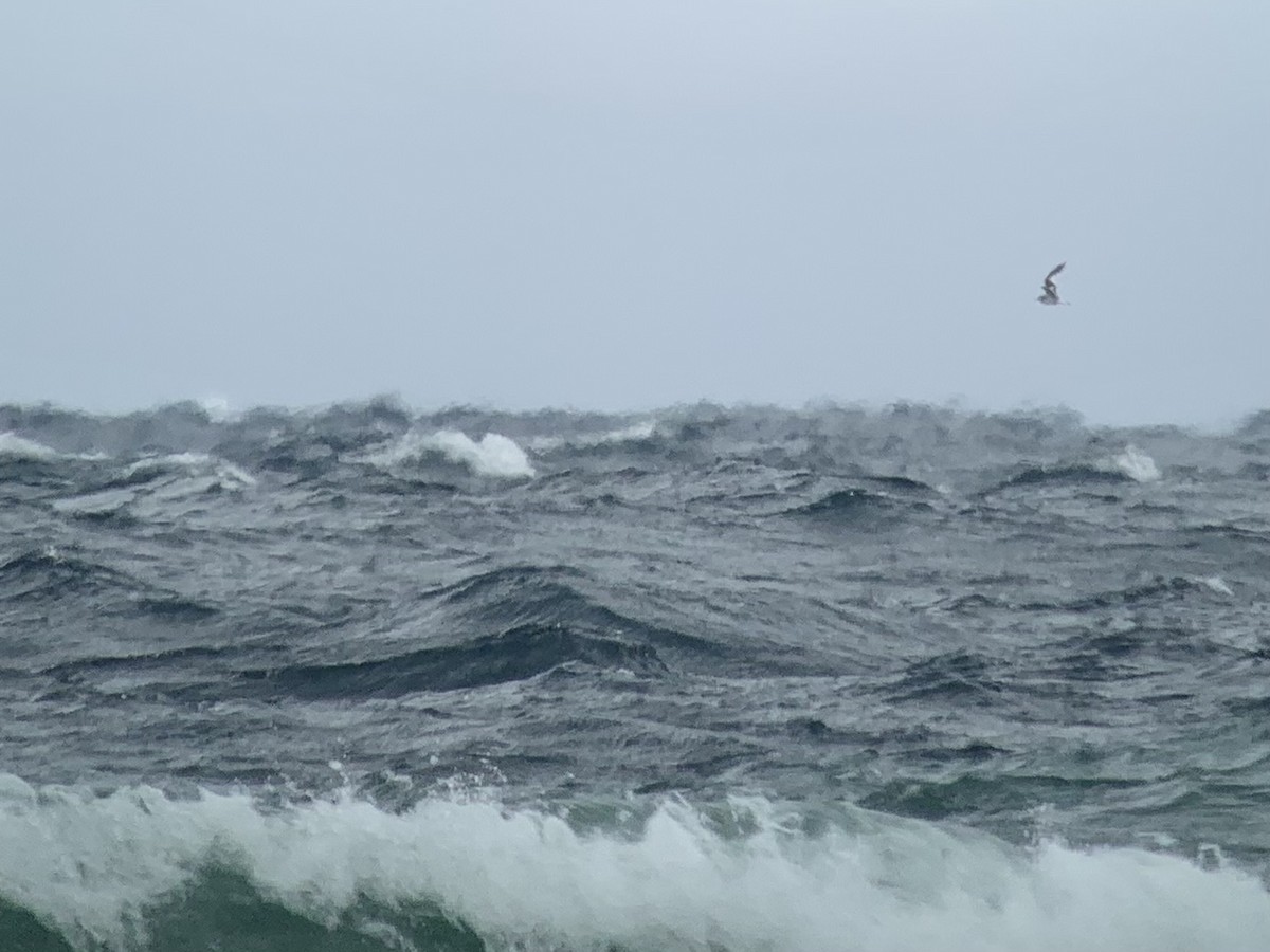 Sabine's Gull - ML609692020