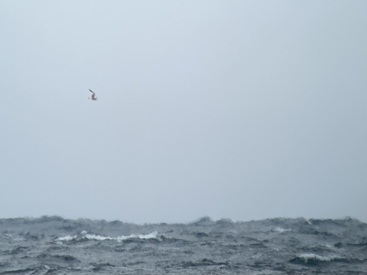 Sabine's Gull - ML609692021