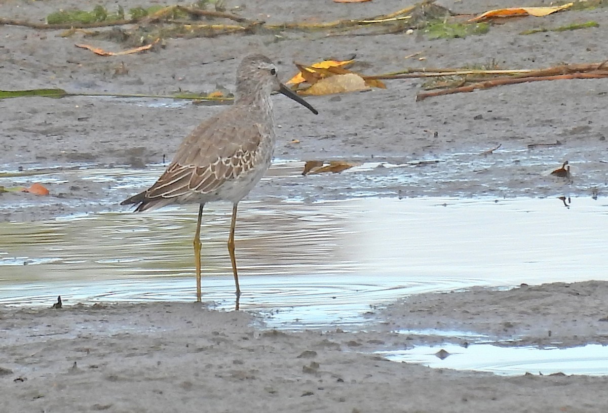 Stilt Sandpiper - ML609692044